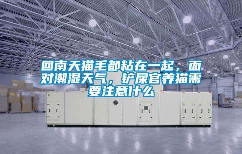 回南天貓毛都粘在一起，面對潮濕天氣，鏟屎官養貓需要注意什么